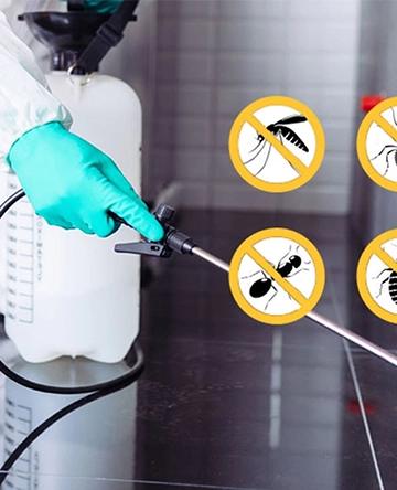 Best Pest Control Service Hyderabad