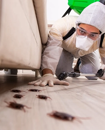 Best Pest Control Service Hyderabad