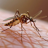 Mosquito control services for residential & office spaces in Hyderabad providing effective protection