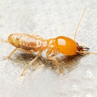 Termite & bug control solutions for properties in Hyderabad delivering professional long-term results
